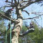 Twin Pines Recreational Tree Climbing, LLC